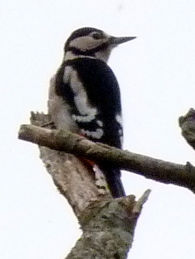 Greater Spotted Woodpecker, Kiltonga 2018.JPG